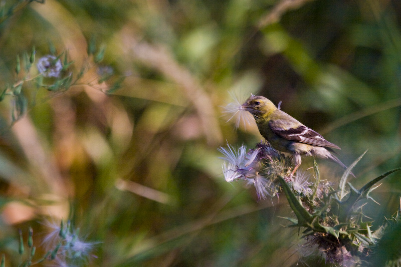 American Goldfinch